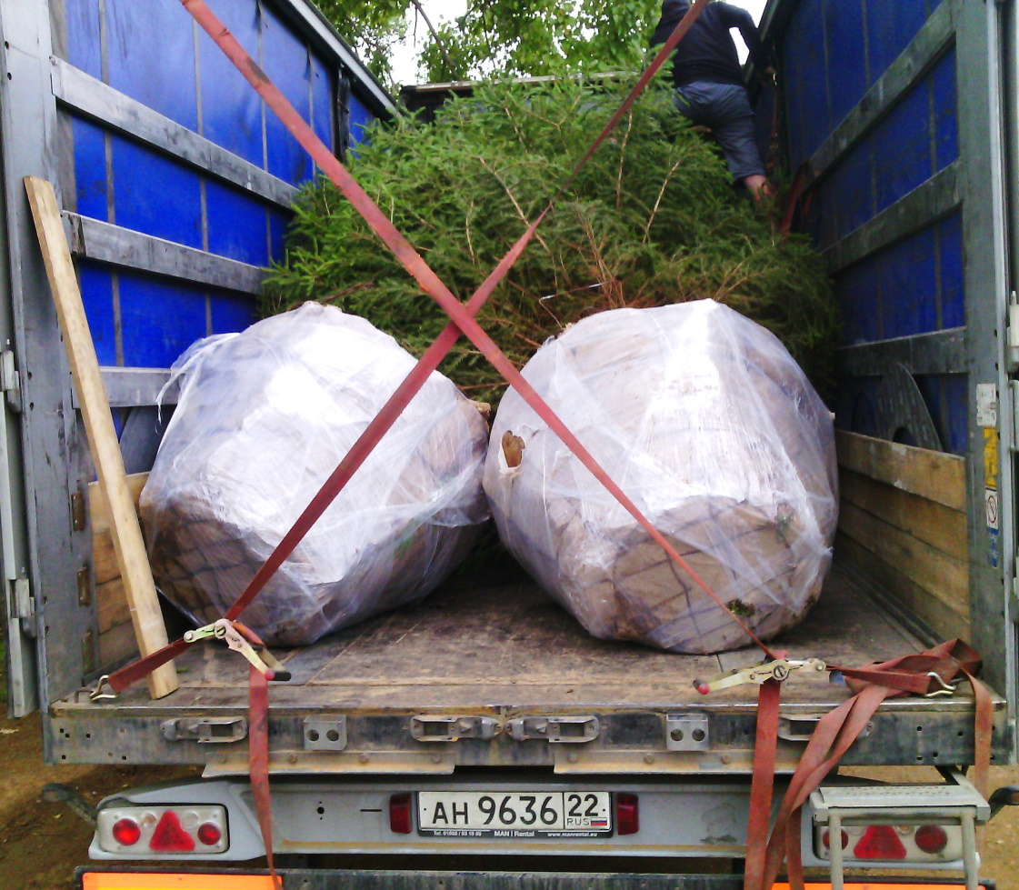 Транспортировка упакованного дерева